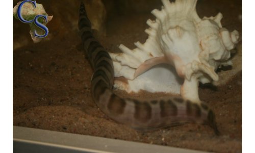 Mastacembelus ellipsifer